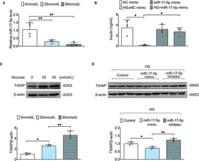 MiR-17-5p Inhibits TXNIP/NLRP3 Inflammasome Pathway and Suppresses Pancreatic β-Cell Pyroptosis in Diabetic Mice